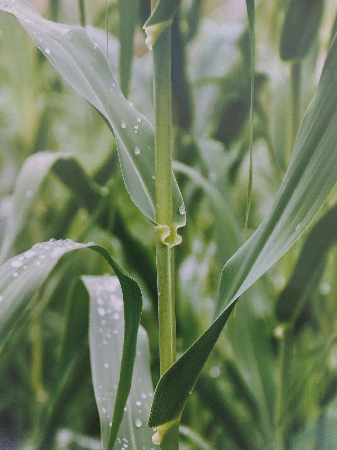以草代木、天然抗菌、可自然降解，新鄉(xiāng)化纖開創(chuàng)新的&ldquo;傳奇&rdquo;&mdash;&mdash;菌草纖維 