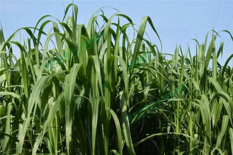 以草代木、天然抗菌、可自然降解，新鄉(xiāng)化纖開創(chuàng)新的&ldquo;傳奇&rdquo;&mdash;&mdash;菌草纖維 